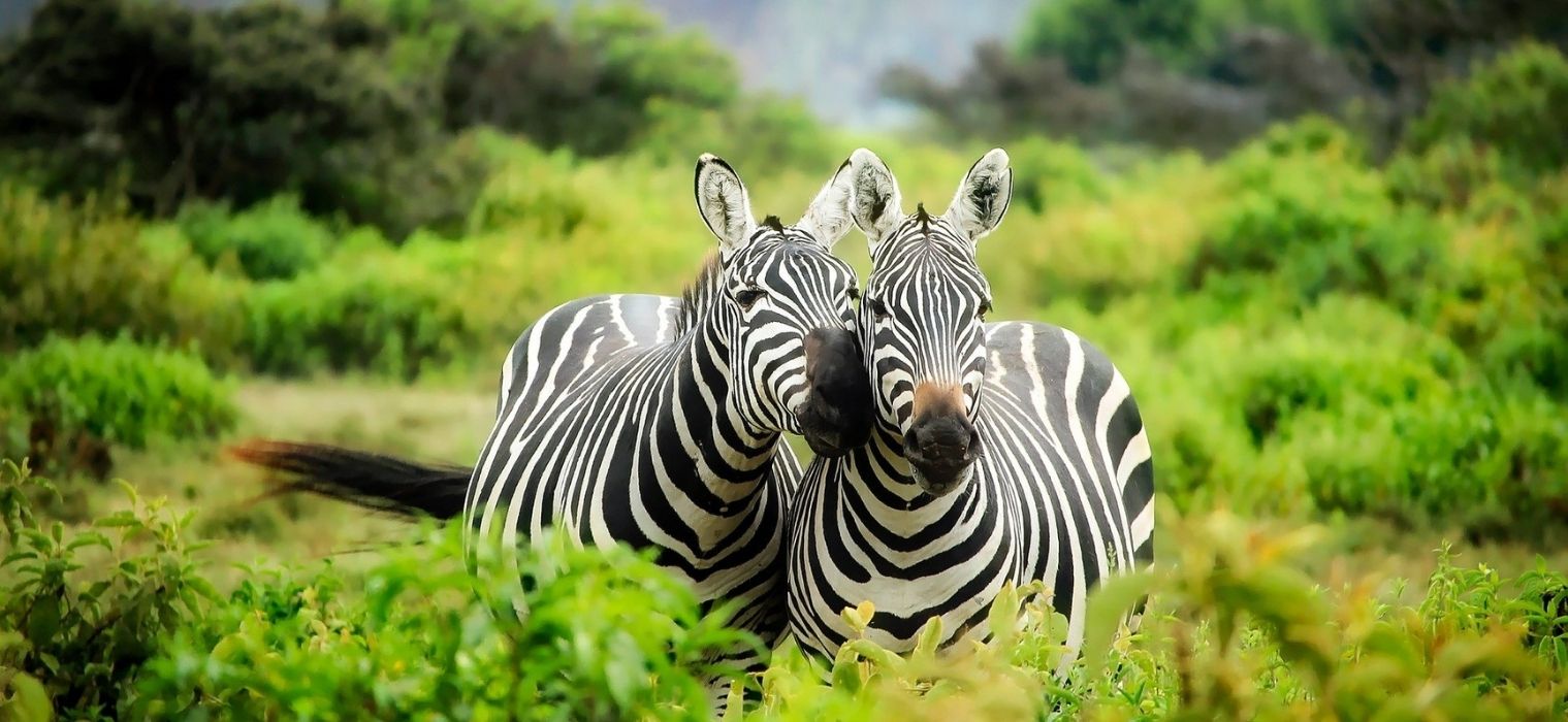 zebras africa